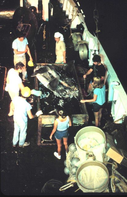 Two mola mola on the sorting table Picture