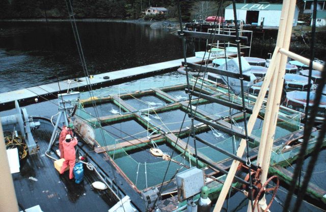 Salmon rearing pens at Little Port Walter Research Station. Picture