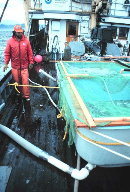 Transporting salmon smolts for release in Chatham Strait Picture