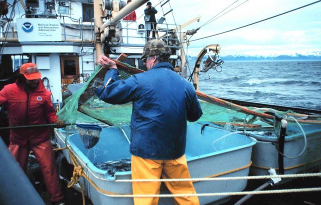 Transporting salmon smolts for release in Chatham Strait Picture