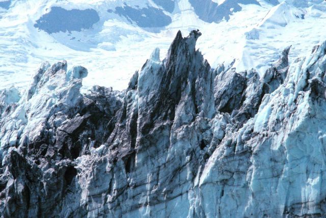 Jagged ice along the front of Johns Hopkins Glacier Picture