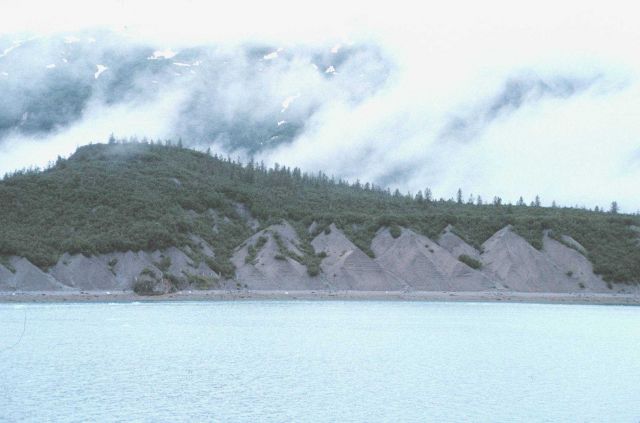 Terminal moraine with trees in Glacier Bay area Picture
