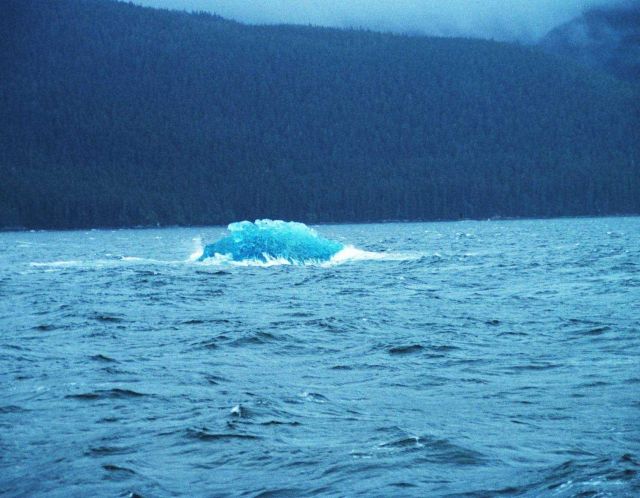Blue ice from Tracy Arm - about the size of a house Picture