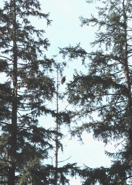 An eagle in a fir tree. Picture