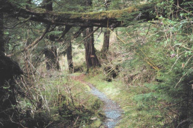 A trail at Little Port Walter. Picture