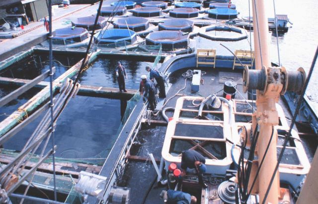 Tied up alongside salmon-rearing pens for transfer of smolts to the JOHN N Picture