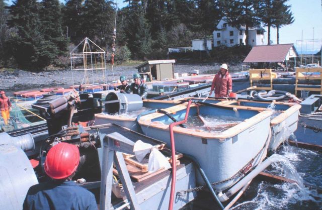 Loading the salmon smolts aboard the JOHN N Picture