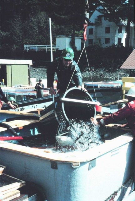 Loading the salmon smolts aboard the JOHN N Picture