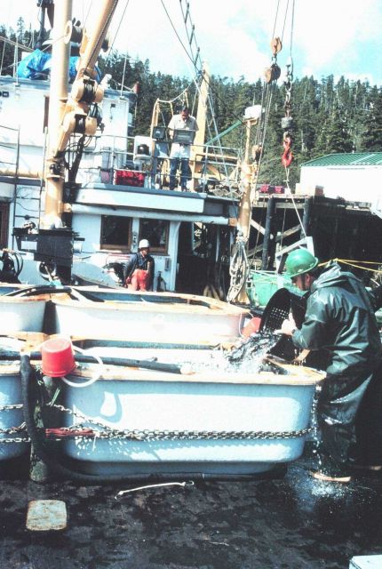 Loading the salmon smolts aboard the JOHN N Picture