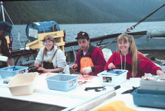 Scientists sorting salmon specimens for genetic research Picture