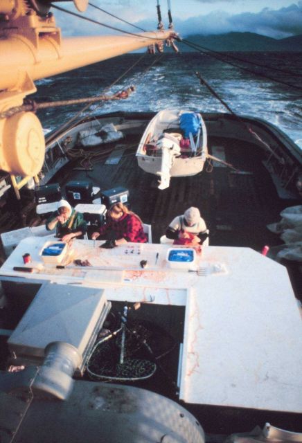 Scientists sorting specimens of salmon material for joint U.S./Canada genetic research project. Picture