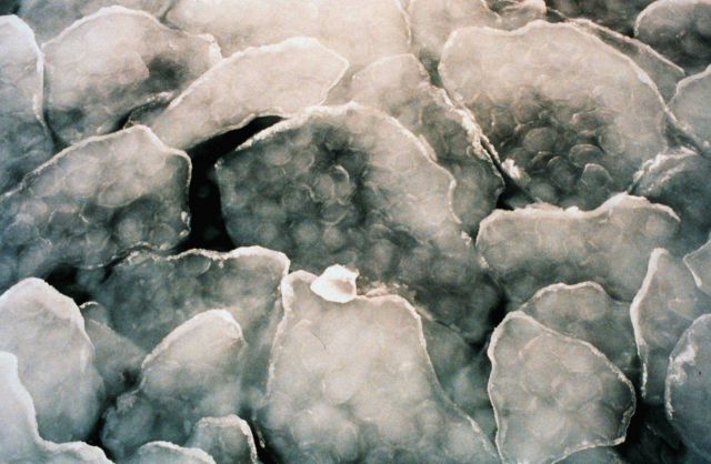Pancake ice in the Bering Sea Picture