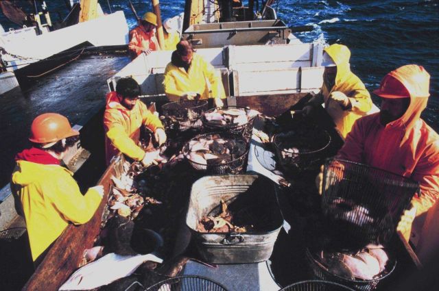 Scientists sorting fish on the MILLER FREEMAN. Picture