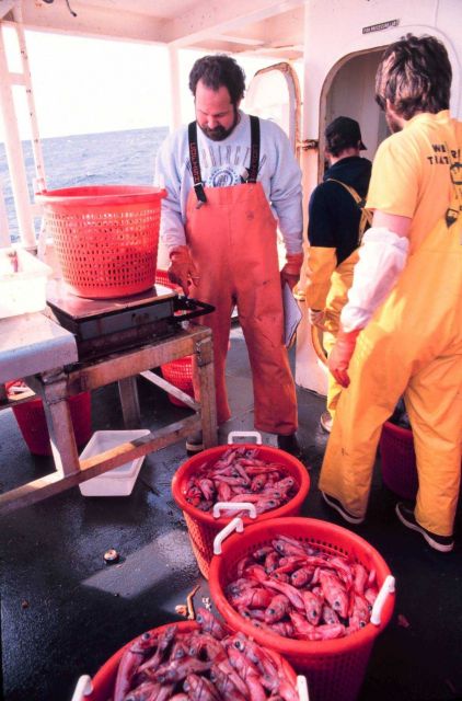 Weighing catch of redfish on the MILLER FREEMAN Picture