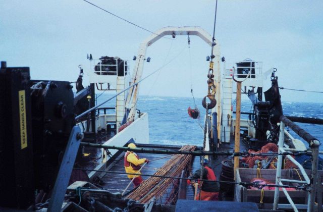 Hauling back the net at the end of a trawl. Picture