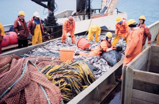 Haulback was too large to lift up and empty onto sorting table Picture
