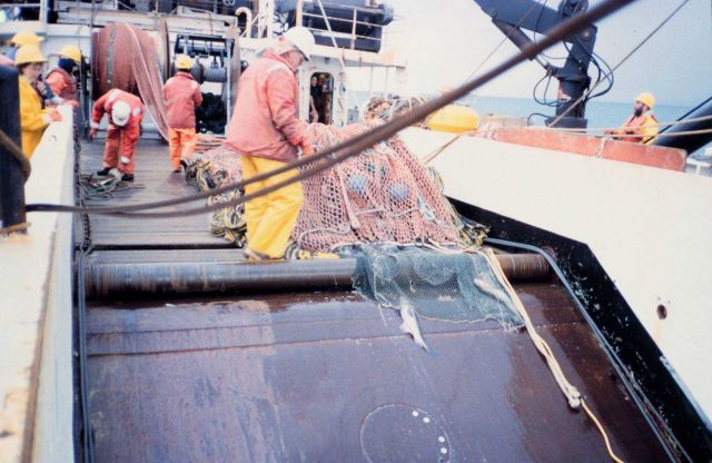 Cod end of net on deck after trawl. Picture