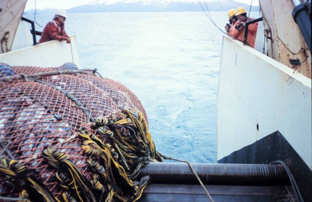 Cod end coming aboard at the end of a tow. Picture