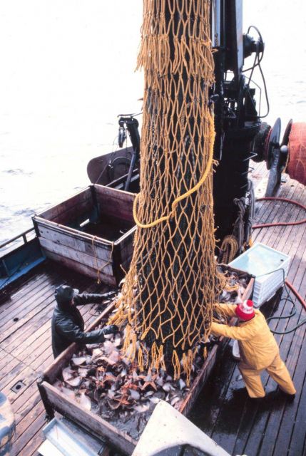 Depositing contents of cod end of net in checker for sampling operations. Picture