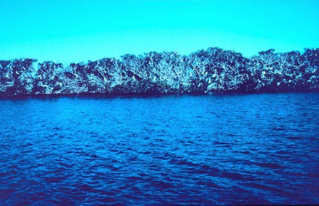 A mangrove shoreline Picture