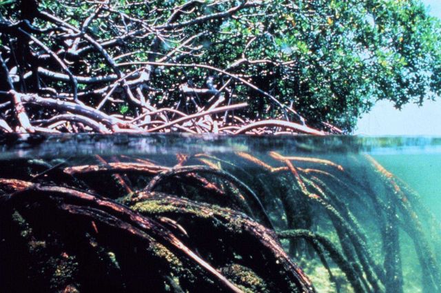 Mangroves showing root system below the water surface Picture