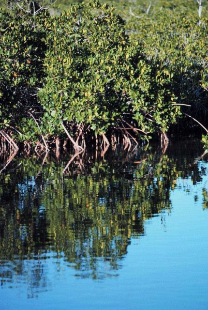 Mangroves in Monroe County Picture