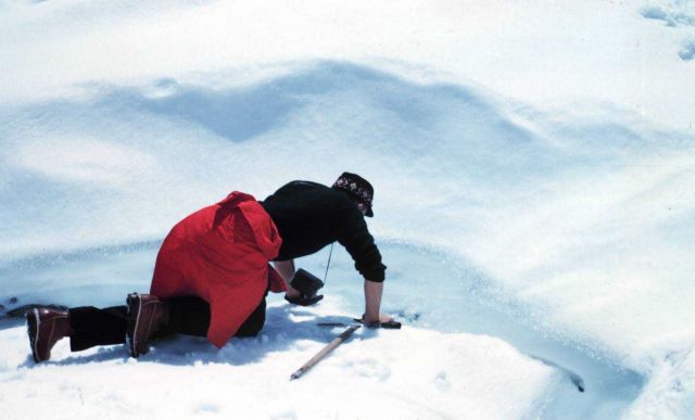 Grabbing a drink from a snow-melt stream Picture
