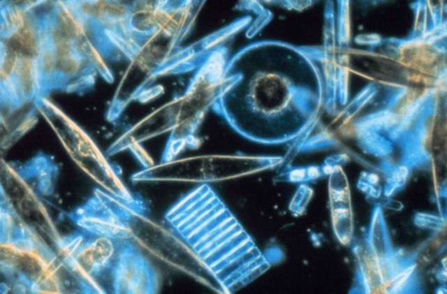 Assorted diatoms living between crystals of annual sea ice in McMurdo Sound, Antarctica Picture