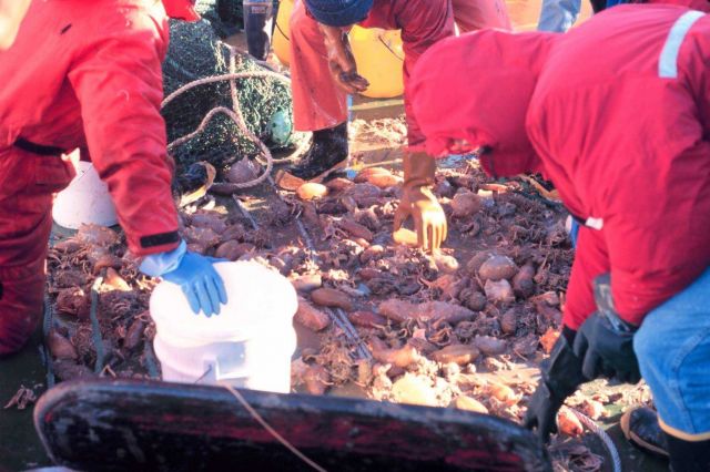 Spoils of net trawl Picture