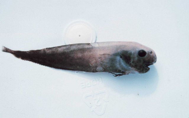 A new species of snail fish discovered by Joe Eastman. Picture