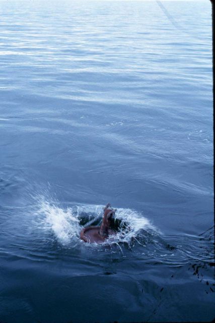 Ringing in the New Year with the drop of a mooring anchor at 00:00:00 on January 1, 1997. Picture