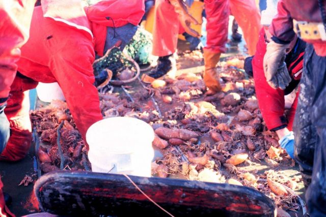 Sorting a dredge haul of holothurians on the deck of the NATHANIEL PALMER. Picture