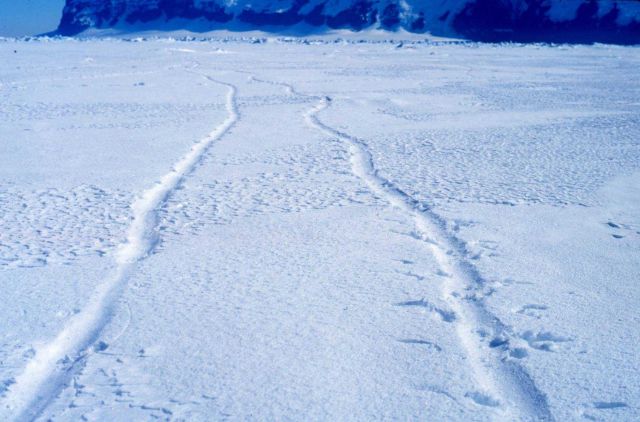 What caused these tracks? Tobogganing penguins Picture