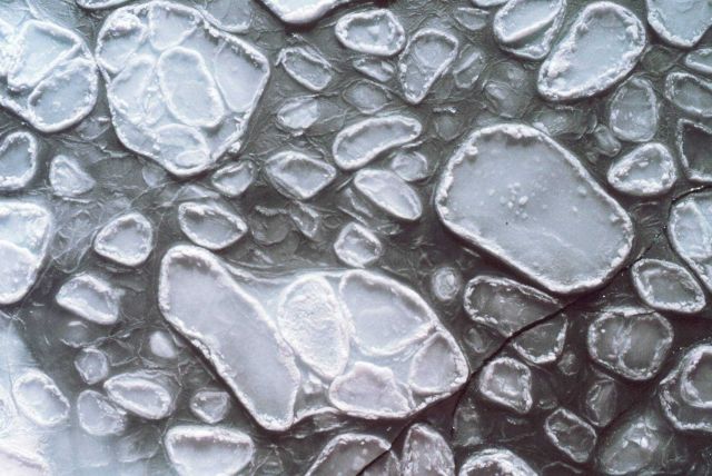 Pancake ice adrift on the Ross Sea. Picture