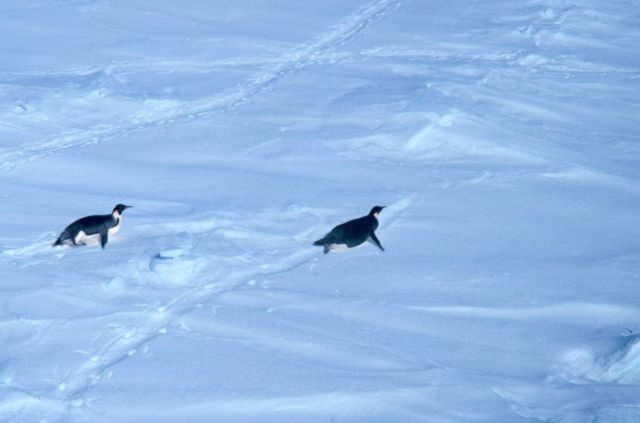 Emperor penguins tobogganing over the snow. Picture