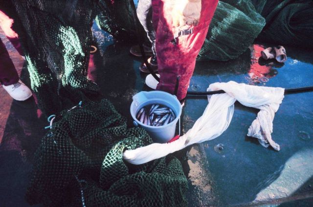 Recovering specimens from a net tow in the Ross Sea. Picture