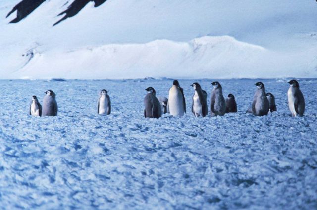 Emperor penguin colony at Cape Washington in the Ross Sea Picture