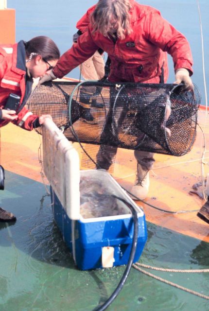Recovering specimens from a trap set in the Ross Sea. Picture