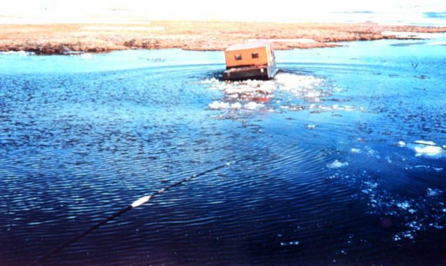 A weasel making its way across a lagoon at Point Lay Picture