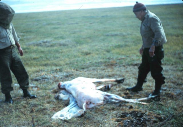 A skinned caribou getting ready for the frying pan Picture