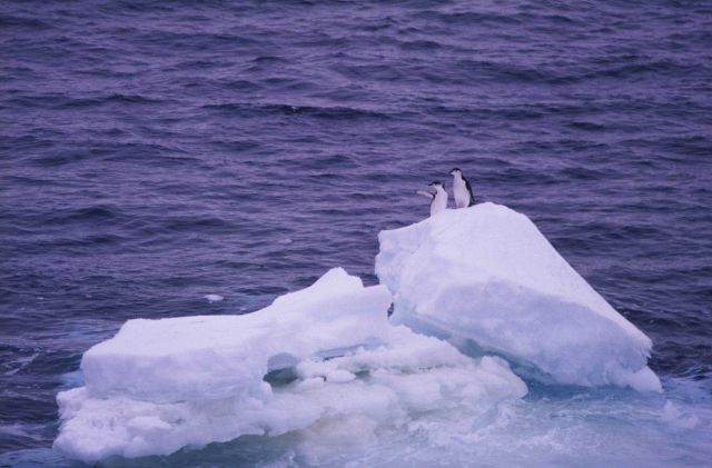 Chinstrap penguins wave to the SURVEYOR as it tracks south to the Southern Ocean . Picture