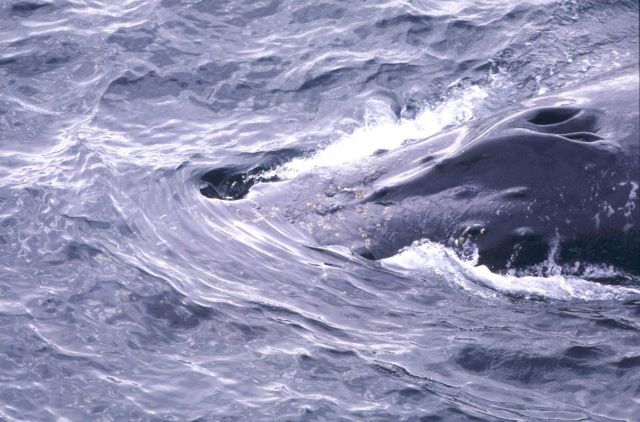 Humpback Whale blow hole. Picture