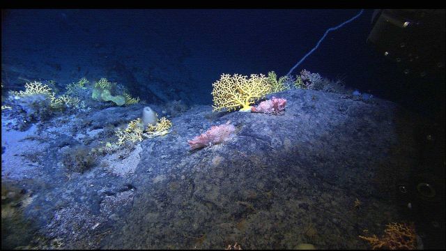 Mountains in the Sea Expedition Picture