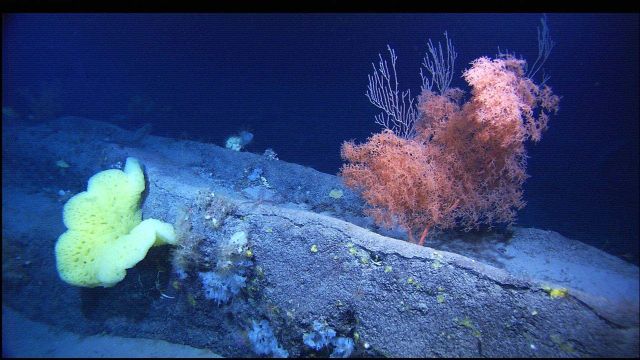 Mountains in the Sea Expedition Picture