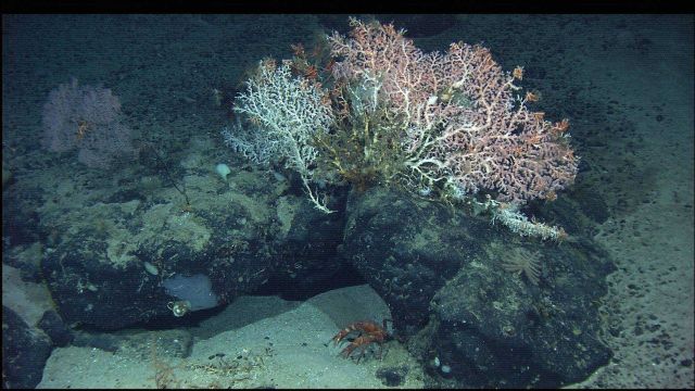 Mountains in the Sea Expedition Picture