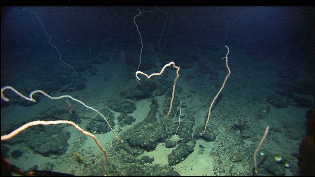 Mountains in the Sea Expedition Picture