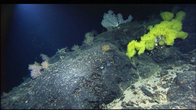 Mountains in the Sea Expedition Picture