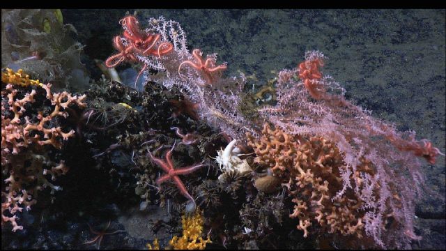 Mountains in the Sea Expedition Picture
