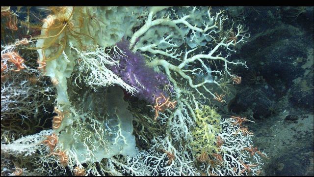 Mountains in the Sea Expedition Picture