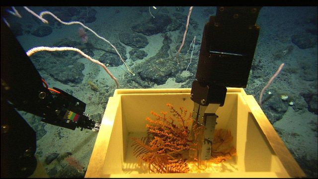 Mountains in the Sea Expedition Picture